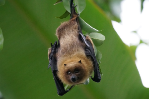 Bats are the only mammals on Earth that can fly, using their powerful wings to navigate through the night with impressive agility. Many bat species also play a crucial role in pollinating plants, just like insects and birds, helping to produce some of our favorite fruits—think bananas, mangos, and avocados.